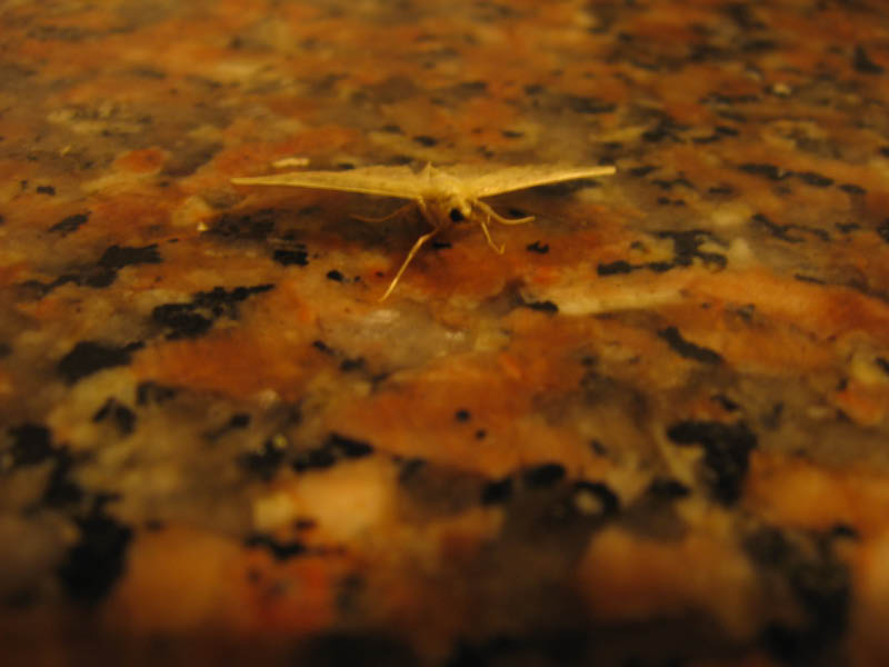 Insectos 162