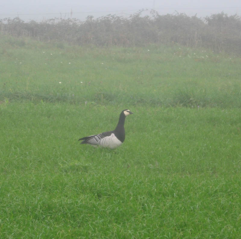 aves 017-b