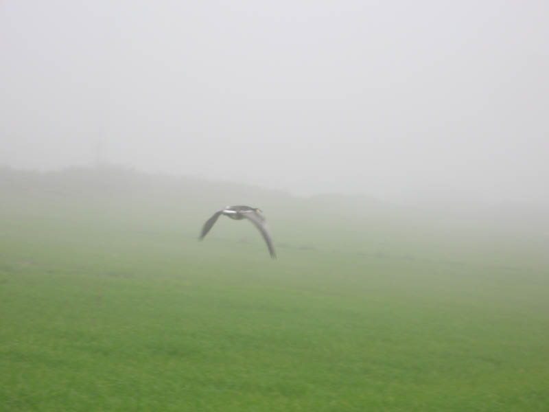 aves 018