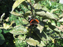 Insectos 128